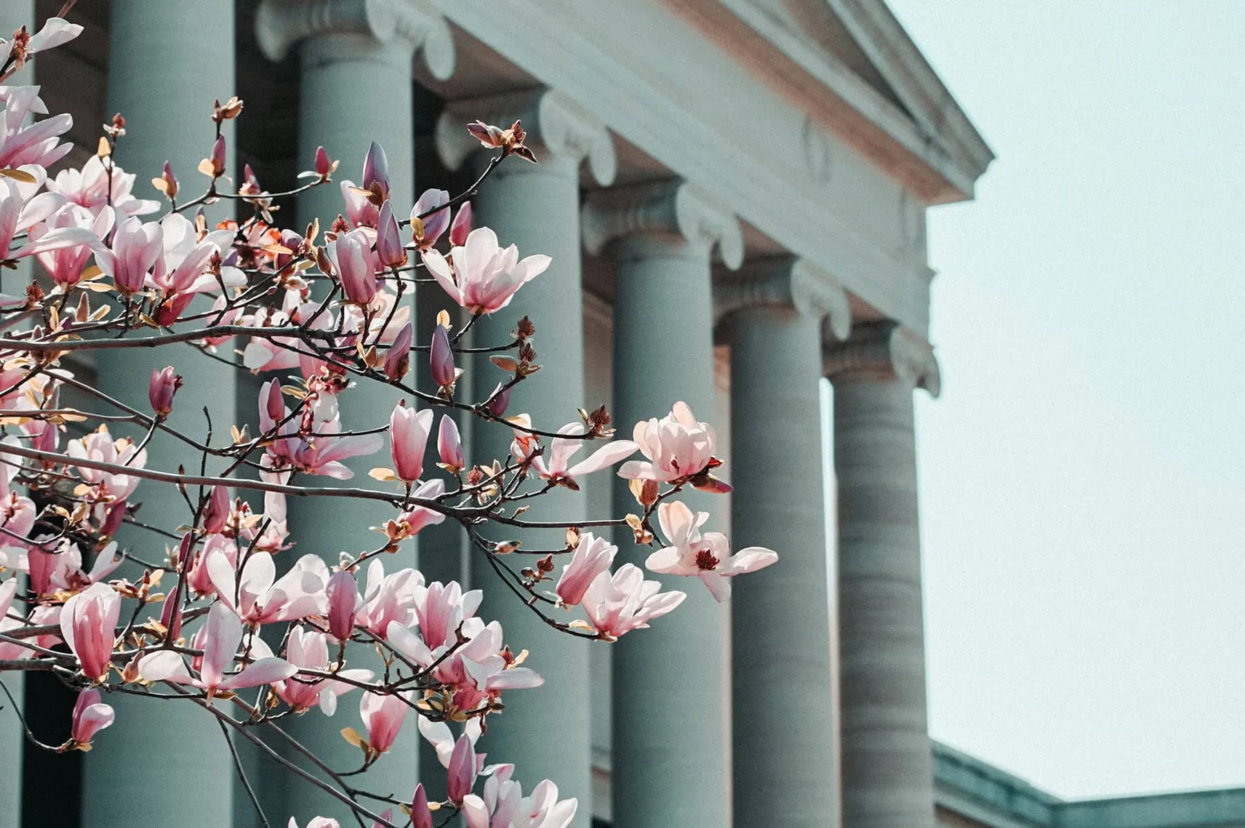 A blooming pink magnolia tree branch in the foreground stands against the tall stone columns and pediment of a neoclassical building under a clear sky.
